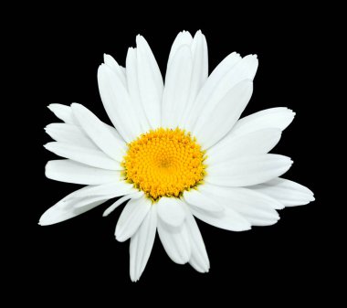 Güzel papatya çiçeği siyah bir arkaplanda izole edilmiş.