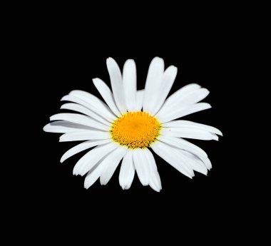 Güzel papatya çiçeği siyah bir arkaplanda izole edilmiş.