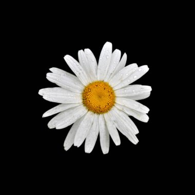 Güzel papatya çiçeği siyah bir arkaplanda izole edilmiş.