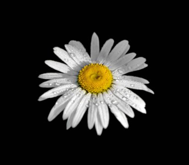 Güzel papatya çiçeği siyah bir arkaplanda izole edilmiş.