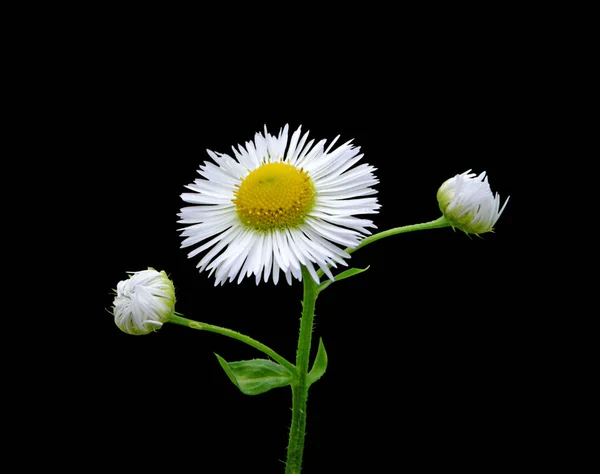 Güzel papatya çiçeği siyah bir arkaplanda izole edilmiş.