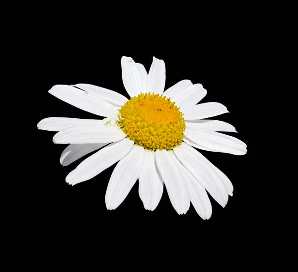 Beautiful chamomile flower isolated on a black background — ストック写真