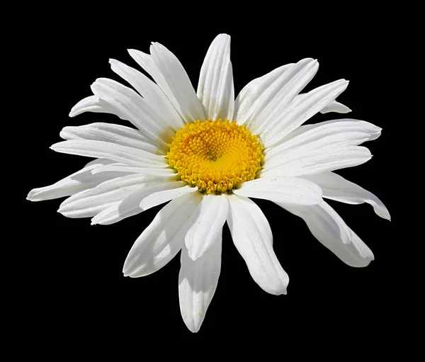 Bela flor de camomila isolada em um fundo preto — Fotografia de Stock