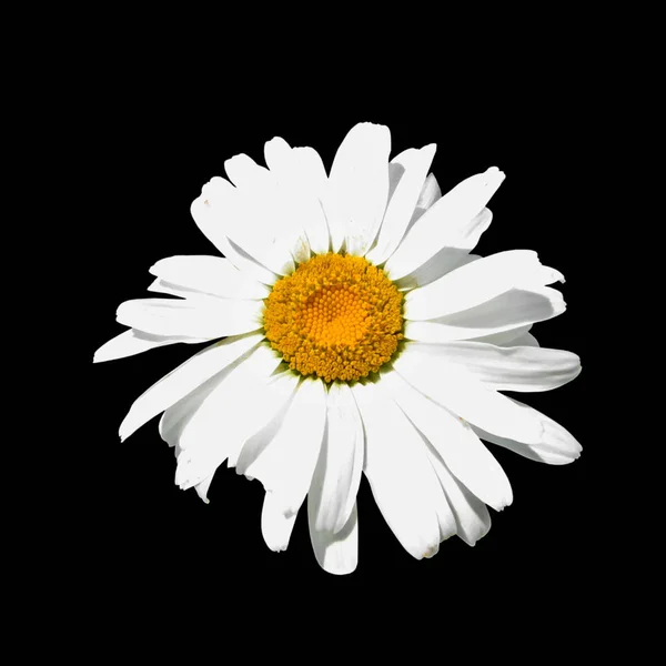 Beautiful chamomile flower isolated on a black background — Stock Photo, Image