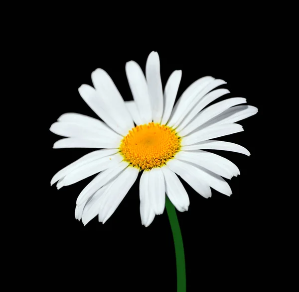 Beautiful chamomile flower isolated on a black background — Stock Photo, Image