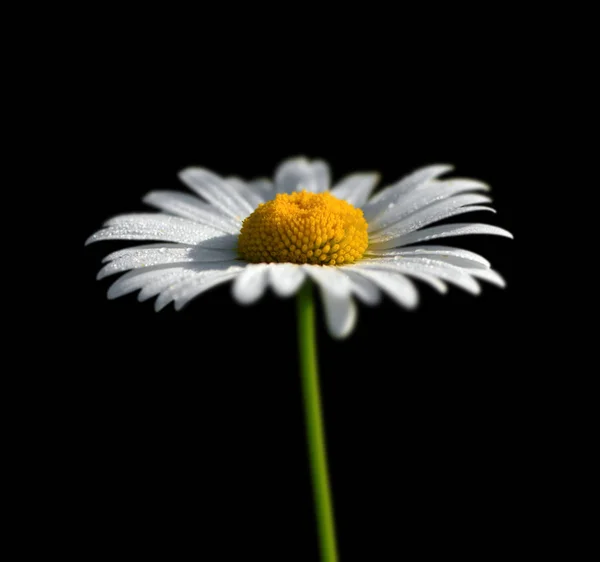 Beautiful chamomile flower isolated on a black background — Stock Photo, Image