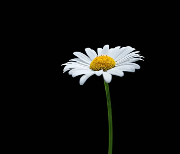 Bellissimo fiore di camomilla isolato su uno sfondo nero — Foto Stock