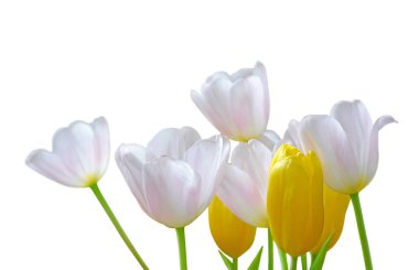 Beyaz arka planda izole edilmiş çok renkli laleler.