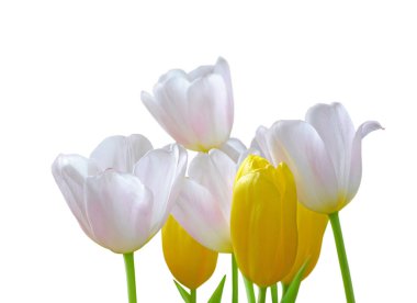 Beyaz arka planda izole edilmiş çok renkli laleler.