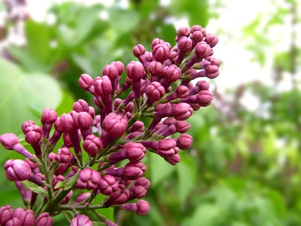ライラックの小枝。春に薄紫色を咲かせます. — ストック写真