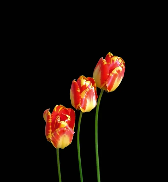 Schöne bunte Tulpen isoliert auf schwarzem Hintergrund — Stockfoto