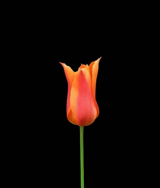 Linda tulipa colorida isolada em um fundo preto — Fotografia de Stock