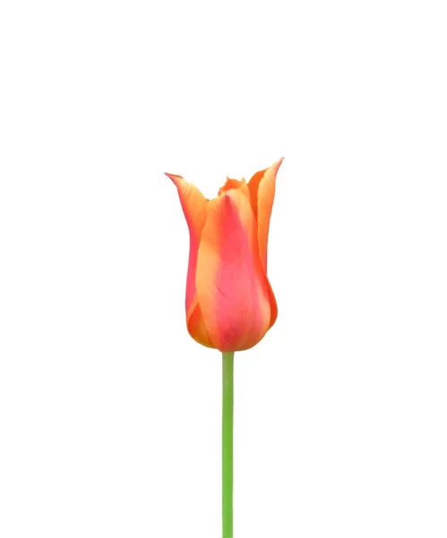 Beautiful colorful tulip isolated on a white background — Stock Photo, Image