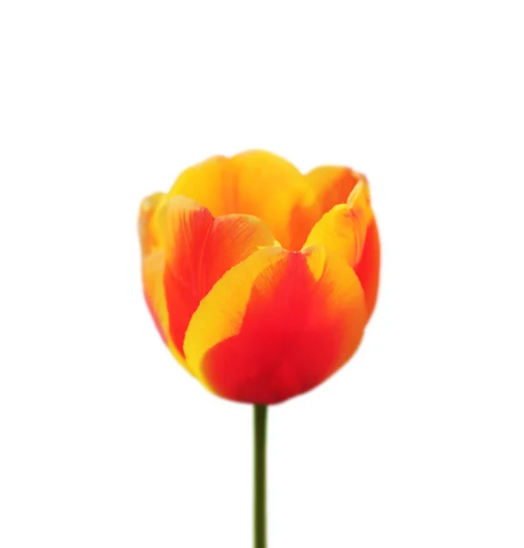 Красивый оранжевый красочные тюльпаны изолированы на белом фоне — стоковое фото
