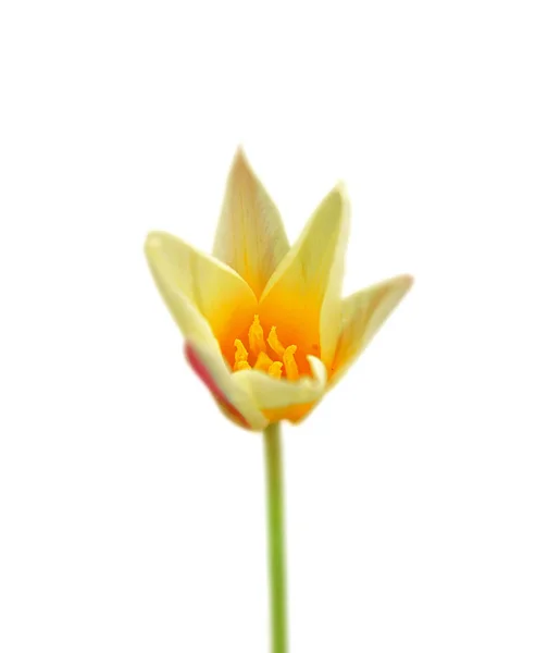 Belle tulipe jaune isolée sur fond blanc — Photo