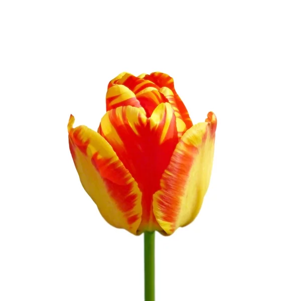 Vackra färgglada tulpan isolerad på en vit bakgrund — Stockfoto