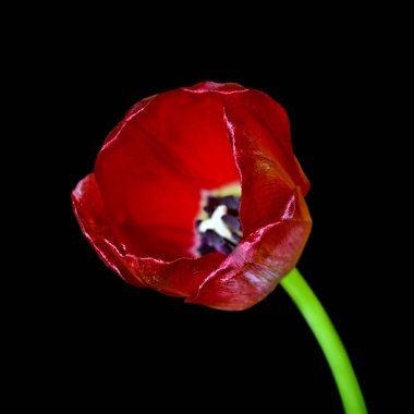Güzel bordo lalesi siyah bir arkaplanda izole edilmiş.
