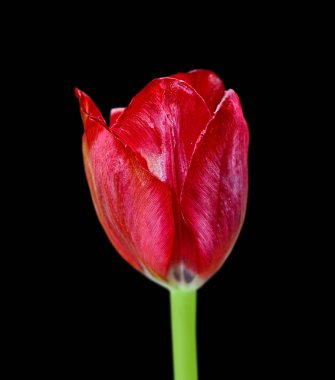Güzel bordo lalesi siyah bir arkaplanda izole edilmiş.