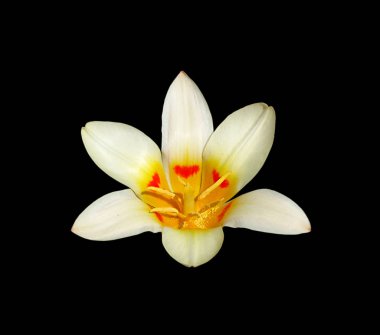 Güzel beyaz lale siyah bir arkaplanda izole edilmiş.