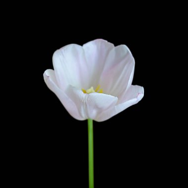 Güzel beyaz lale siyah bir arkaplanda izole edilmiş.