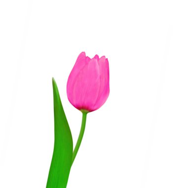 Beyaz arka planda izole edilmiş güzel pembe lale.