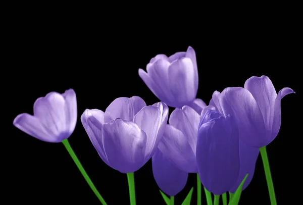 Schöne violette Tulpen isoliert auf schwarzem Hintergrund — Stockfoto