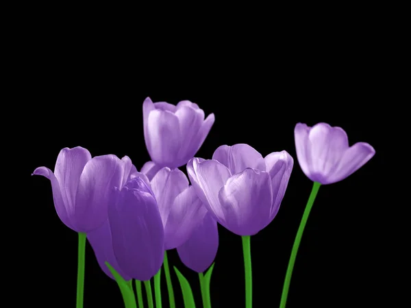 Schöne violette Tulpen isoliert auf schwarzem Hintergrund — Stockfoto