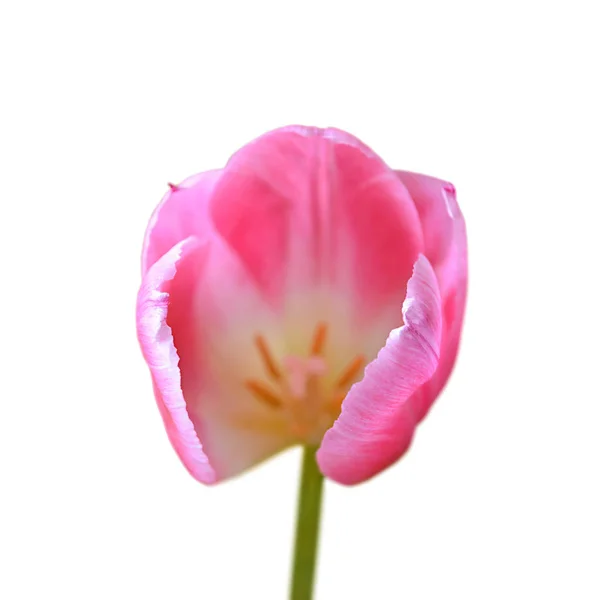 白い背景に孤立した美しいピンクのチューリップ — ストック写真