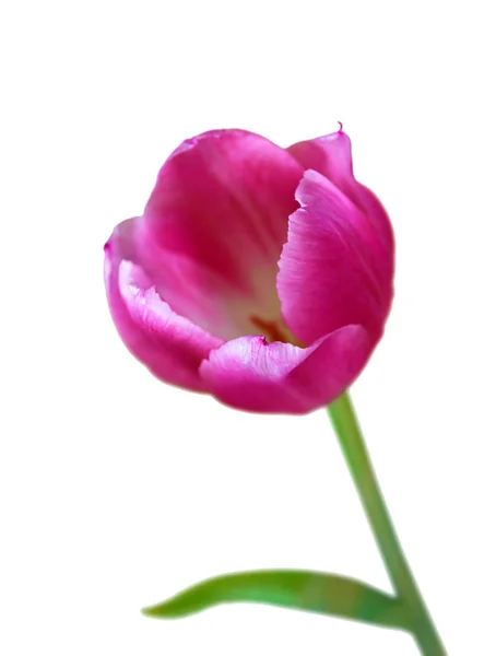 Beautiful pink tulip isolated on a white background — Stock Photo, Image