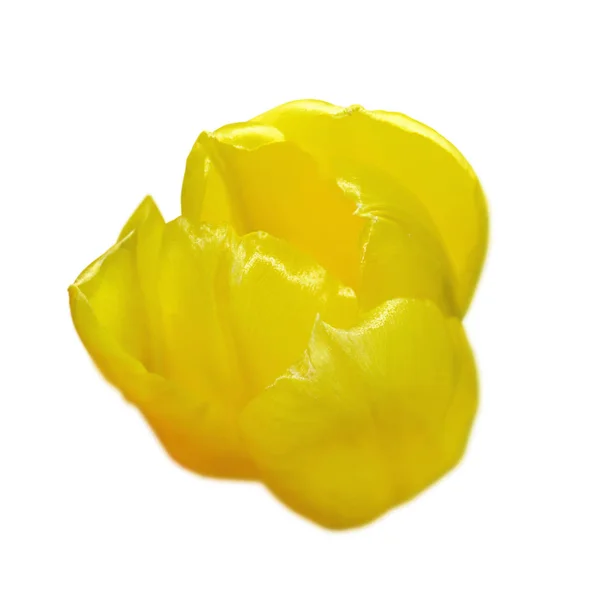 Güzel sarı lale beyaz bir arka plan üzerinde izole — Stok fotoğraf