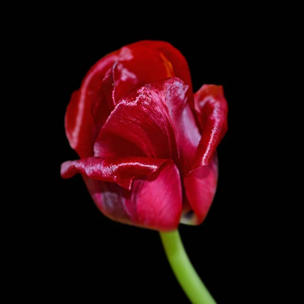 Красивый бордо тюльпан изолирован на черном фоне — стоковое фото