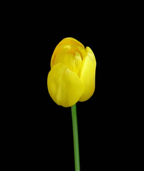 Piękny żółty tulipan odizolowany na czarnym tle — Zdjęcie stockowe