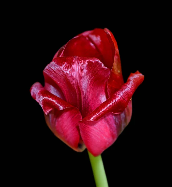 Красивый бордо тюльпан изолирован на черном фоне — стоковое фото