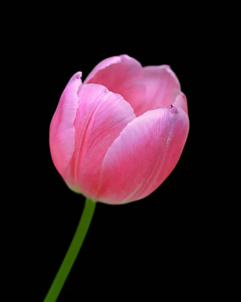 Schöne rosa Tulpe isoliert auf schwarzem Hintergrund — Stockfoto