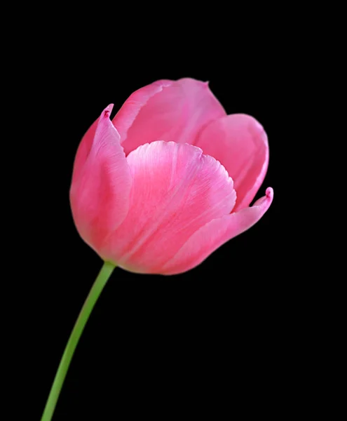 Linda tulipa rosa isolada em um fundo preto — Fotografia de Stock