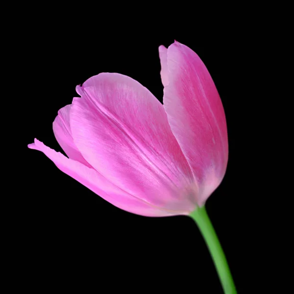 Schöne rosa Tulpe isoliert auf schwarzem Hintergrund — Stockfoto