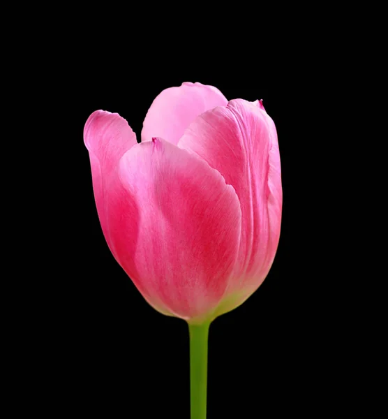 Schöne rosa Tulpe isoliert auf schwarzem Hintergrund — Stockfoto