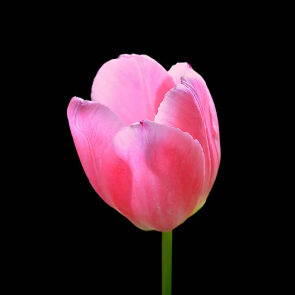 Schöne rosa Tulpe isoliert auf schwarzem Hintergrund — Stockfoto