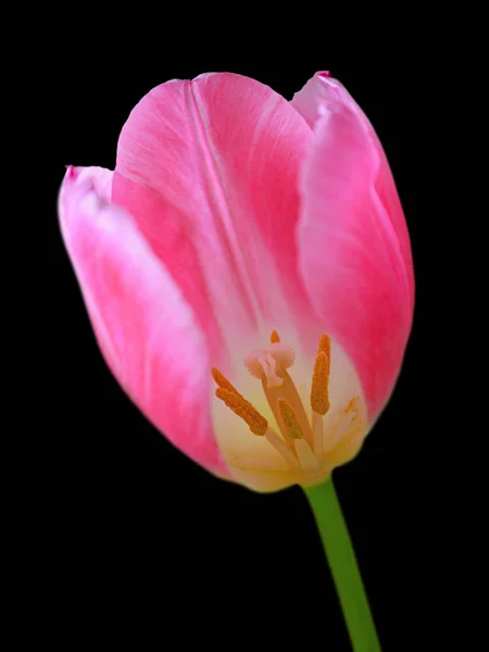 Schöne rosa Tulpe isoliert auf schwarzem Hintergrund — Stockfoto