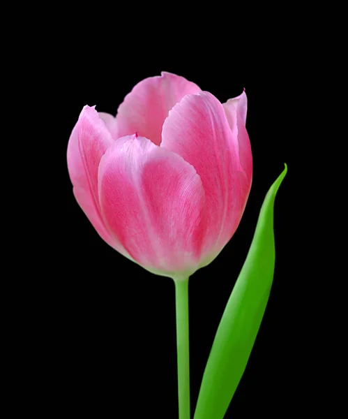 Schöne rosa Tulpe isoliert auf schwarzem Hintergrund — Stockfoto