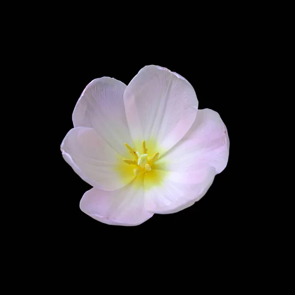 Beautiful white tulip isolated on a black background — Stock Photo, Image