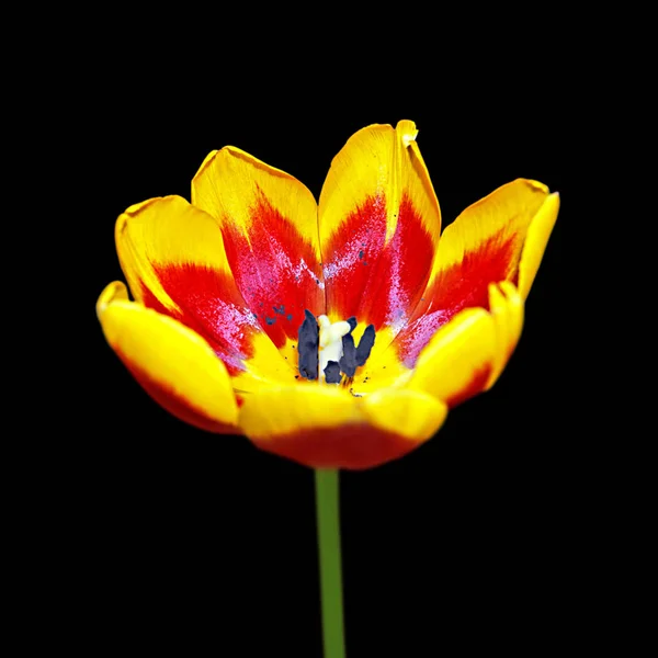Piękny pączek tulipan odizolowany na czarnym tle — Zdjęcie stockowe