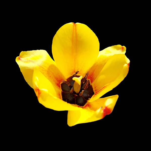Schöne bunte Tulpe isoliert auf schwarzem Hintergrund — Stockfoto