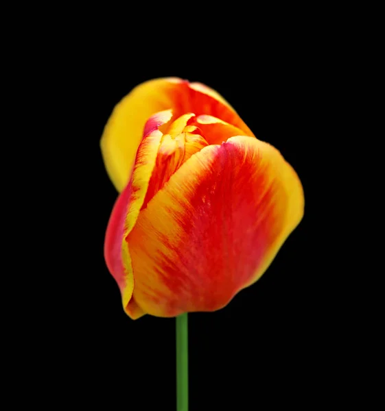 Красивый пестрый тюльпан изолирован на черном фоне — стоковое фото