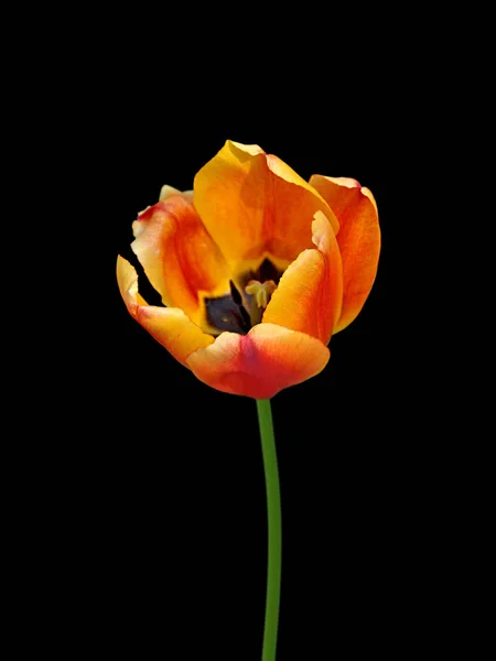 Beautiful motley tulip isolated on a black background — 图库照片