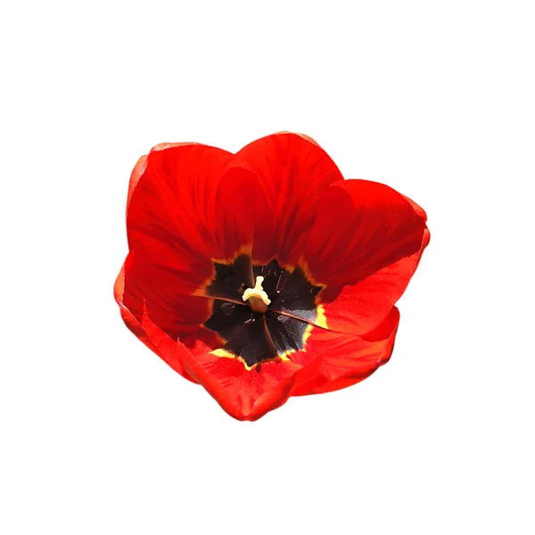 Schöne rote Tulpe isoliert auf weißem Hintergrund — Stockfoto
