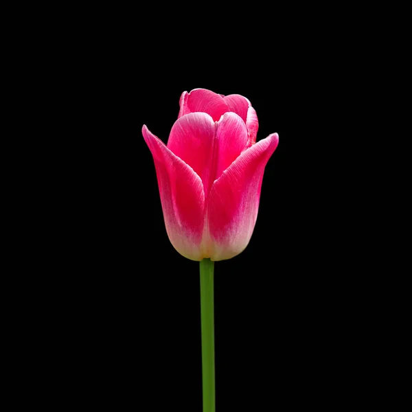 Красивый цветок тюльпана на черном фоне — стоковое фото