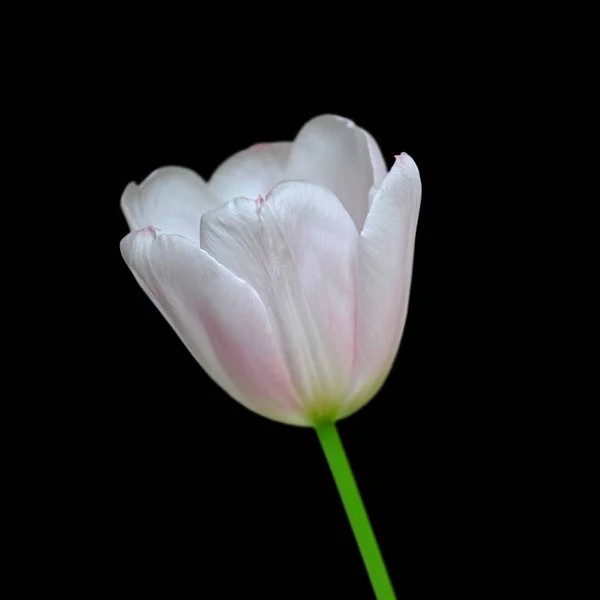 黒い背景に隔離された美しい白いチューリップ — ストック写真