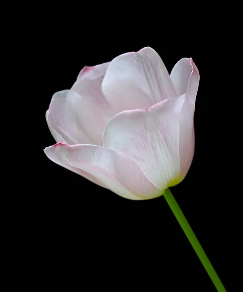 Linda tulipa branca isolada em um fundo preto — Fotografia de Stock
