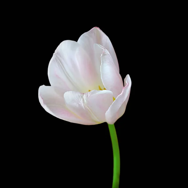 Красивый белый тюльпан изолирован на черном фоне — стоковое фото